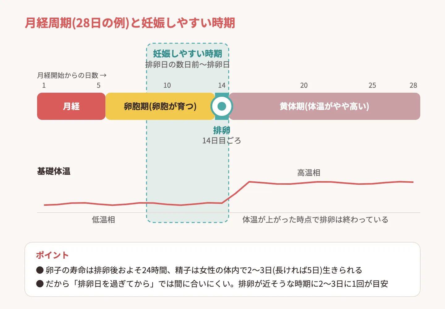 月経周期と排卵・妊娠しやすい時期を示す図解